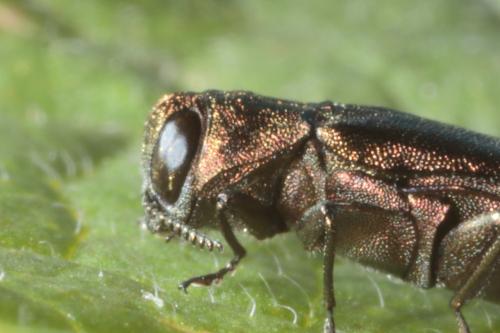 Réf. 233 611 : Agrilus ribesi